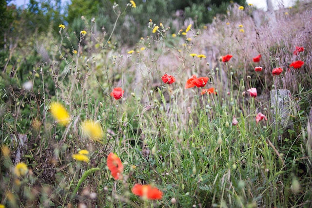 flowers-outdoors-beautiful-nature