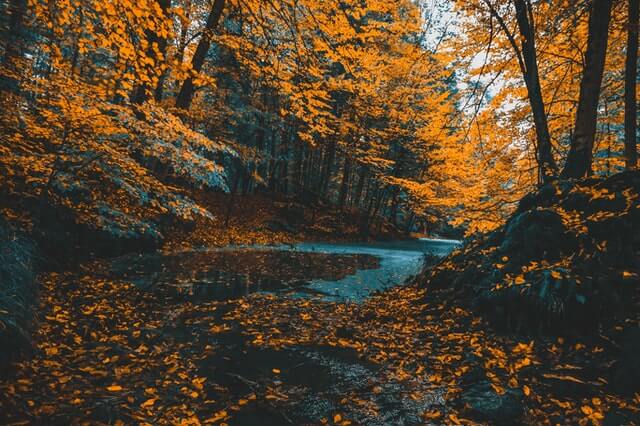 orange leaves fall park