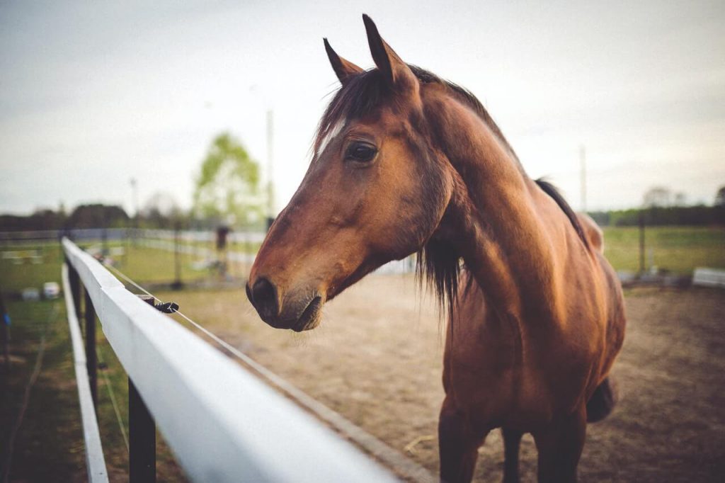 A brown horse in a fenced-in area