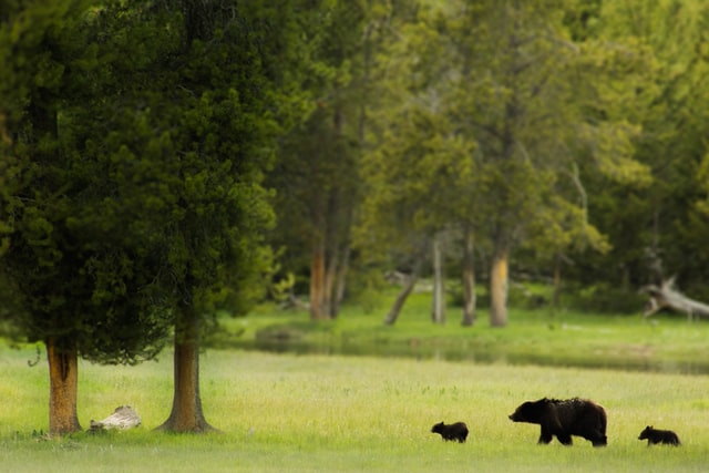 Colorado wildlife