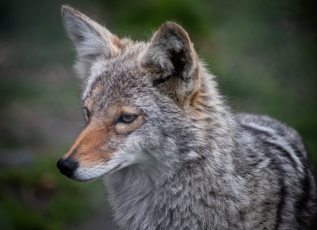 knowing Colorado’s wildlife