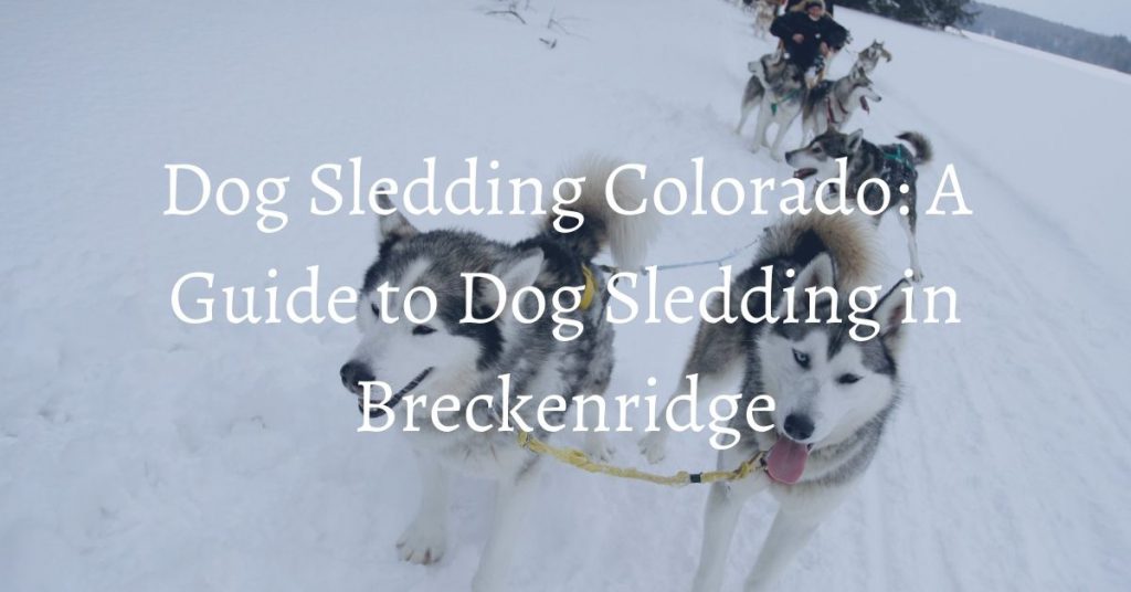 Swan River Valley dog sledding in Breckenridge, CO