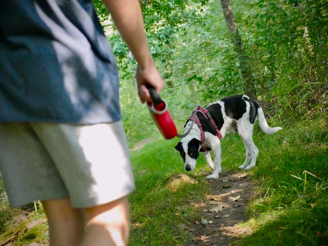 Colorado hiking trails with dogs