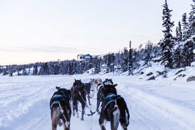 Siberian huskies dog sledding and sled dogs in Summit county