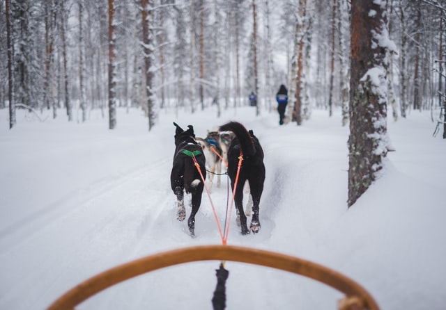 dog sledding and dog sled tours in Breckenridge Colorado