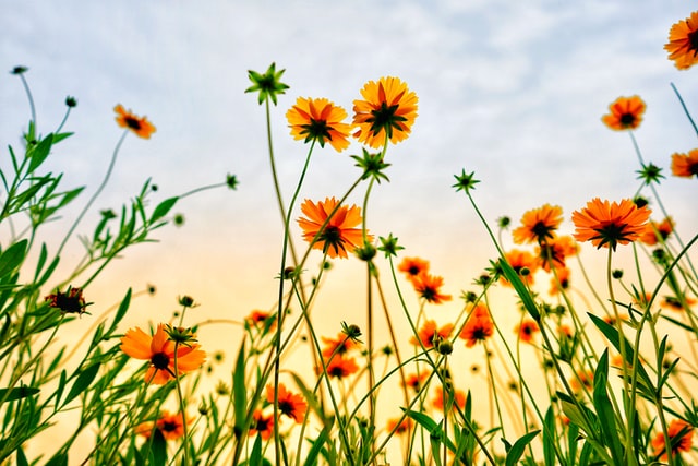 Summit County wildflower hikes