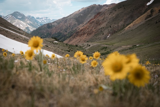 wildflower hiking trails