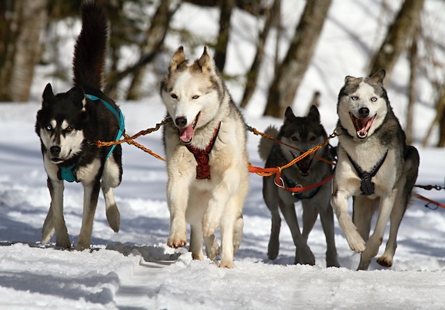 Dog Sled Tours