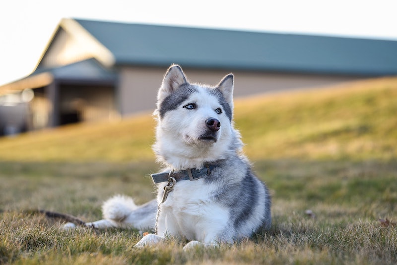 meet dogs at kennel