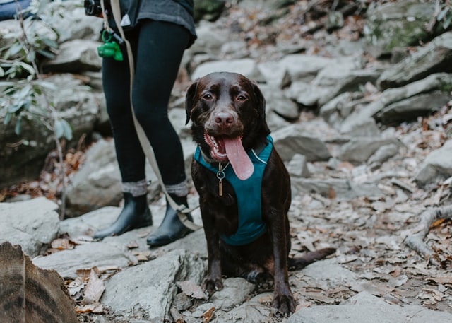 hiking with dogs