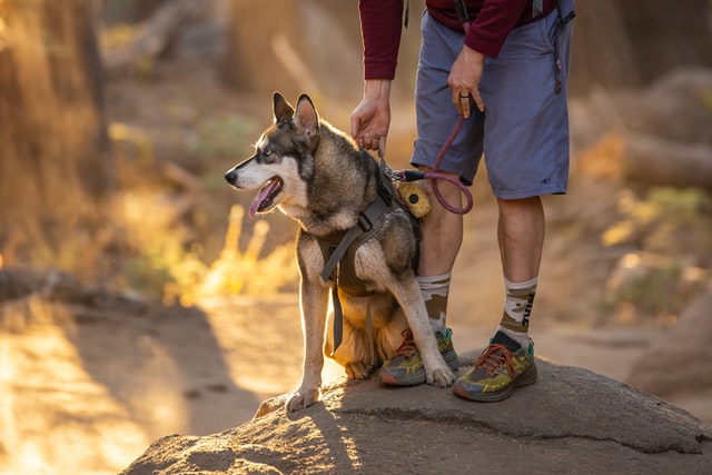 hiking with dogs