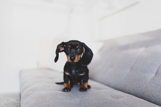 Brown and black Doxin dog on a grey couch