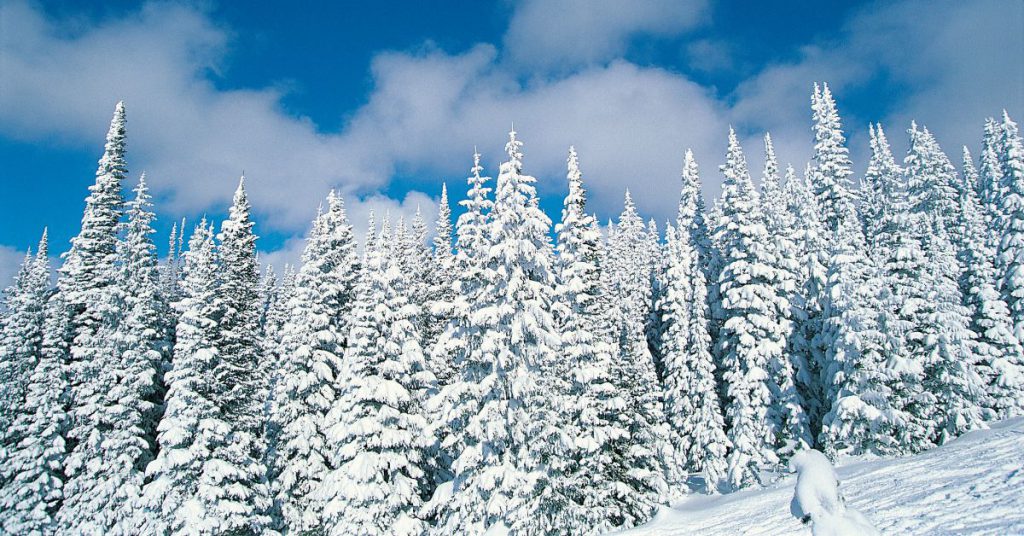 trees covered in snow